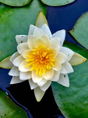 Lotus flower in pond