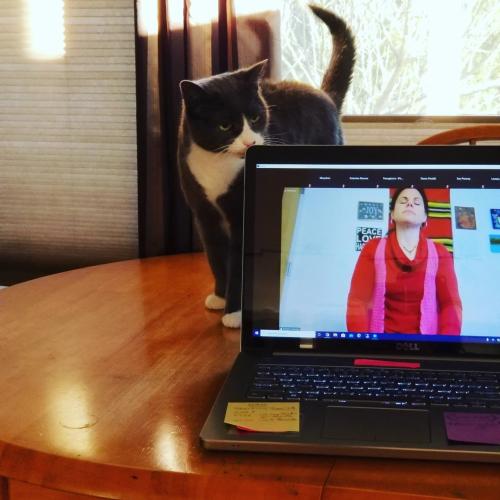 Angel the cat sniffs at laptop on table